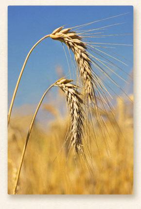 malt.jpg