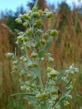 Fehér üröm - artemisia absinthium