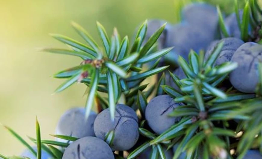 Gin Akadémia II. rész: A gin fűszernövényei: ízek, aromák, zamatok