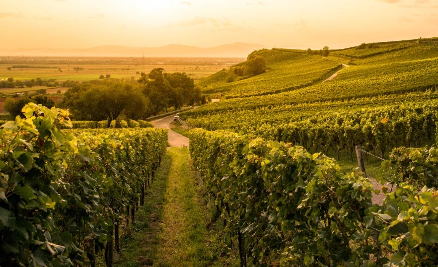 Francia Párlatok Akadémia 3. rész - Szőlőtípusok, kormegjelölések
