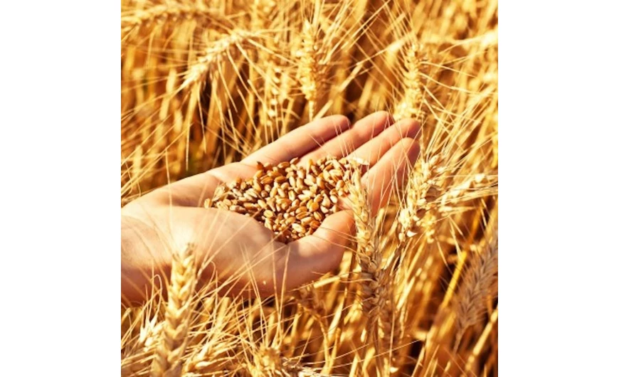 Így lesz árpából maláta